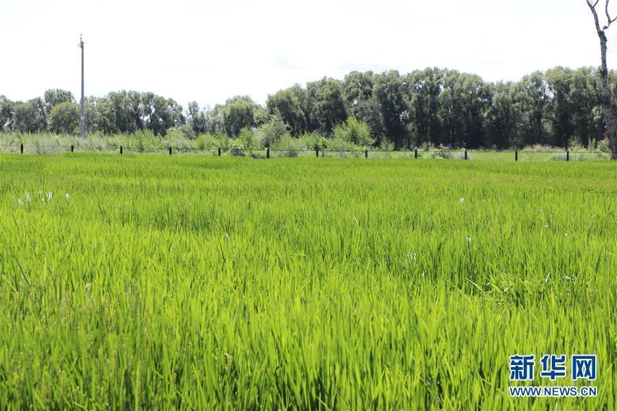 （圖文互動）（3）草原大米逆襲記