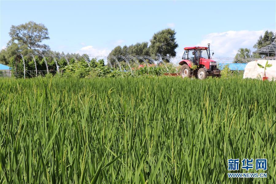 （圖文互動）（1）草原大米逆襲記
