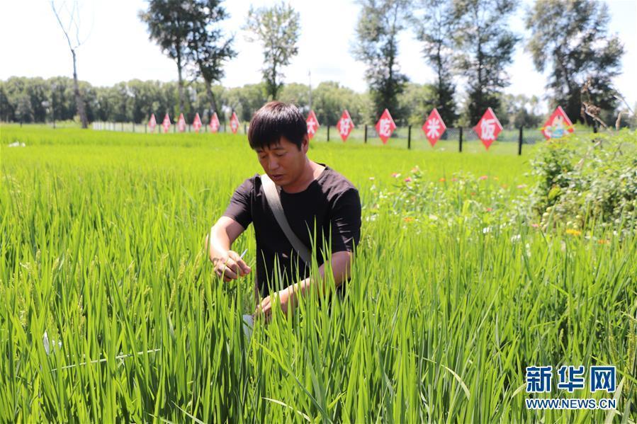 （圖文互動）（2）草原大米逆襲記