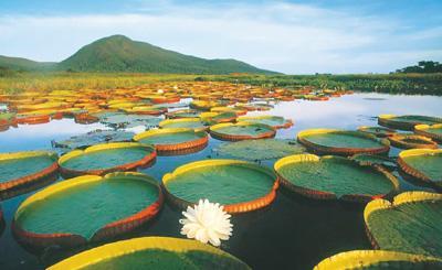 白洋淀：汩汩清流入淀來 優美畫面現眼前