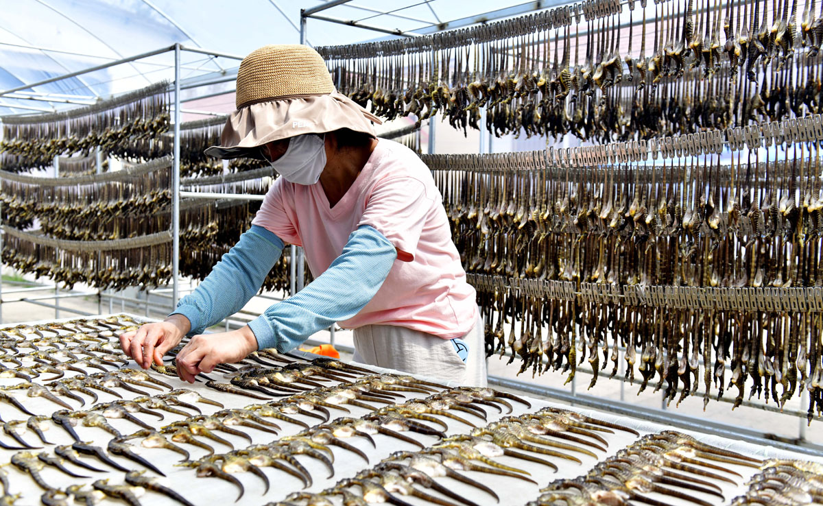 山東東港：發(fā)展海洋經(jīng)濟(jì)賦能鄉(xiāng)村振興