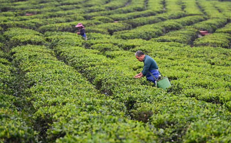 海南白沙：春滿茶園