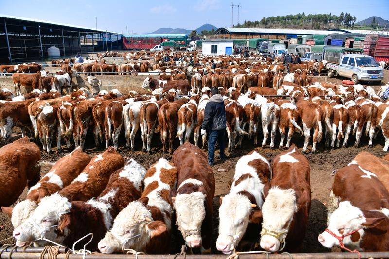 春耕牛市供銷旺