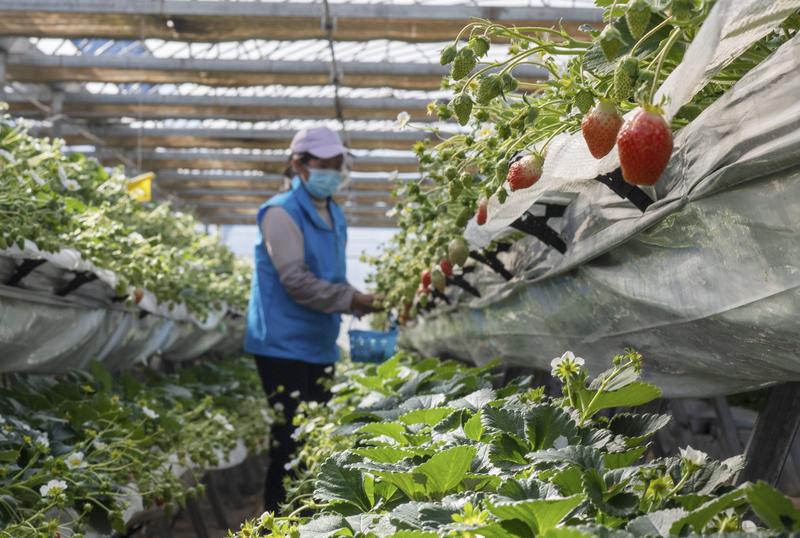 經濟日報：科技“為農而新”撐起“三農”未來