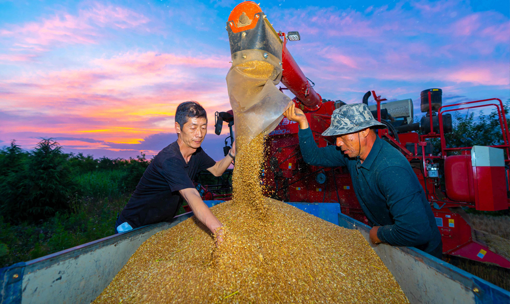 山西運城：晝夜搶收小麥 確保顆粒歸倉
