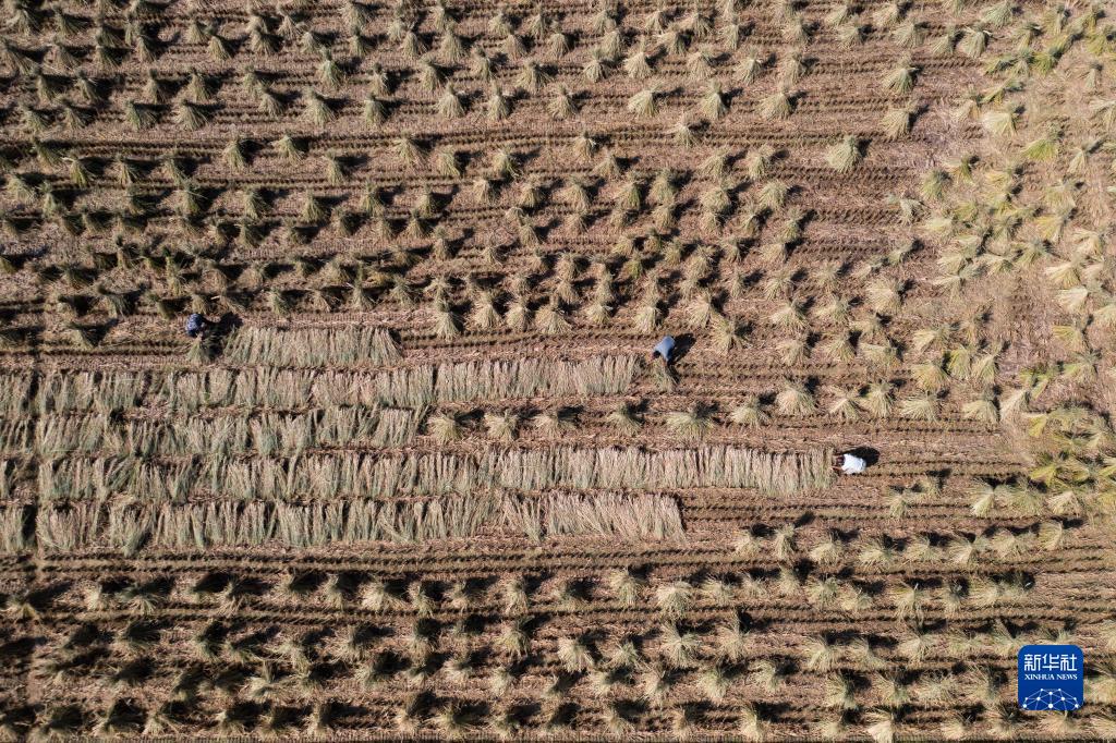 數讀中國這十年丨糧食產量連年穩定在1.3萬億斤以上 中國飯碗牢牢端在自己手上